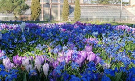 Blaues Blütenmeer im Botanischen Garten: Die Frühlingsboten entfalten ihre Kelche