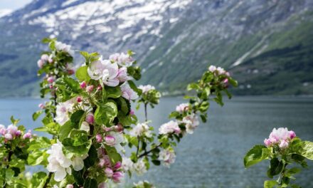 Frühling auf Kreta, Obstblüte am Fjord: Viele Naturreisen im neuen kultimer von Studiosus