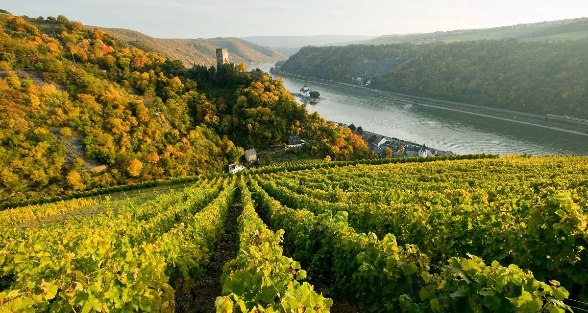 Die sechs Weinregionen – Das Weinland Rheinland-Pfalz lockt mit edlen Tropfen