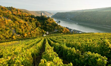 Die sechs Weinregionen – Das Weinland Rheinland-Pfalz lockt mit edlen Tropfen