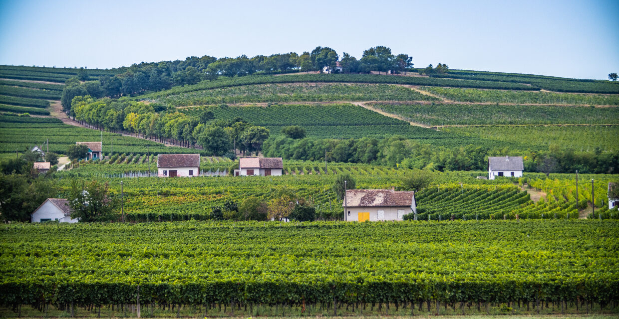 Weinland Ungarn – einst an der Spitze, jetzt im Aufbruch!