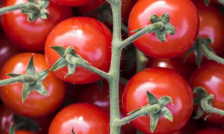 Tomaten: Unverfälschter Genuss und ganz viel Farbe