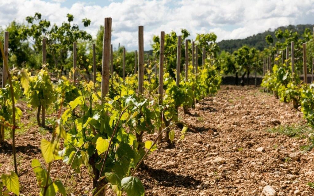 Die mallorquinischen Weinkellereien – entdecken Sie die Weinbautradition der Insel