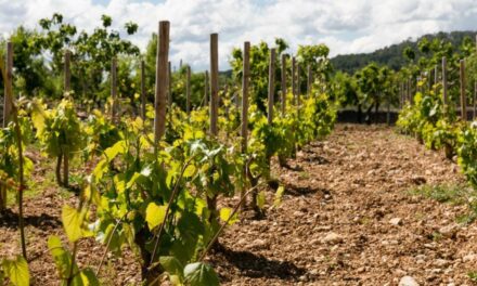 Die mallorquinischen Weinkellereien – entdecken Sie die Weinbautradition der Insel