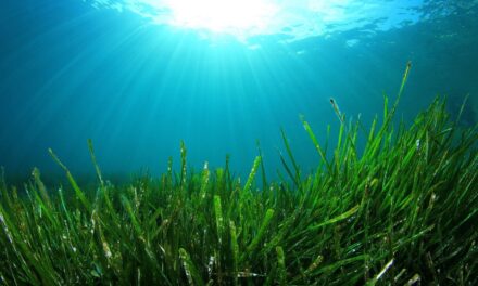 Beauty-Power aus dem Meer – luxuriöse Natur-Kosmetik mit Algen