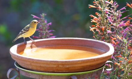 Unterstützung für kleine Vögel: Das Vogelbad in Garten und Balkon