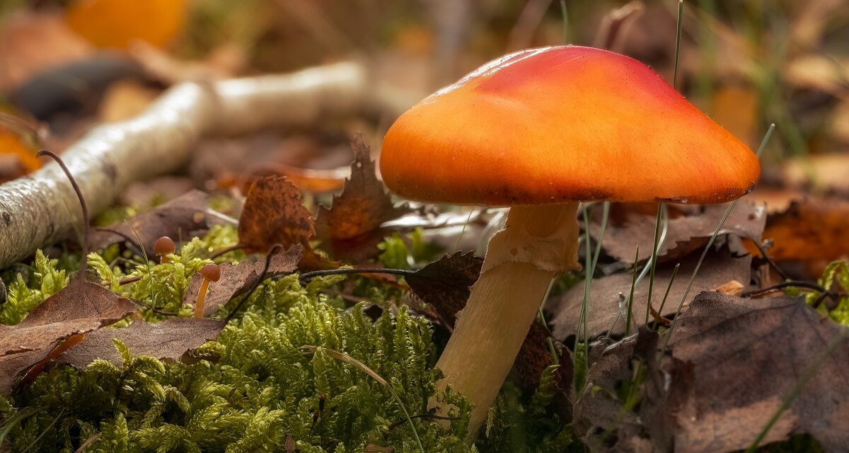 ÖkoTipp – Lecker und faszinierend: Beim Pilze sammeln in heimischen Wäldern Rücksicht nehmen