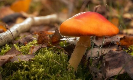 ÖkoTipp – Lecker und faszinierend: Beim Pilze sammeln in heimischen Wäldern Rücksicht nehmen