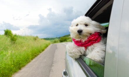 Urlaub mit Wau-Effekt: Unterwegs mit dem Hund