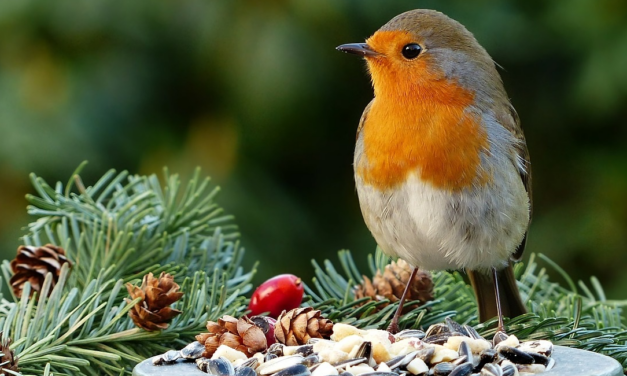 Das Rotkehlchen – warum es ein Weihnachtsvogel ist