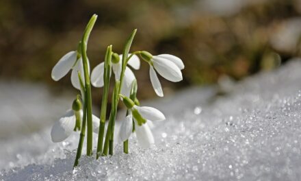 Bereit machen für den Frühling: JOILS gibt Tipps für einen fitten Start in den Frühling