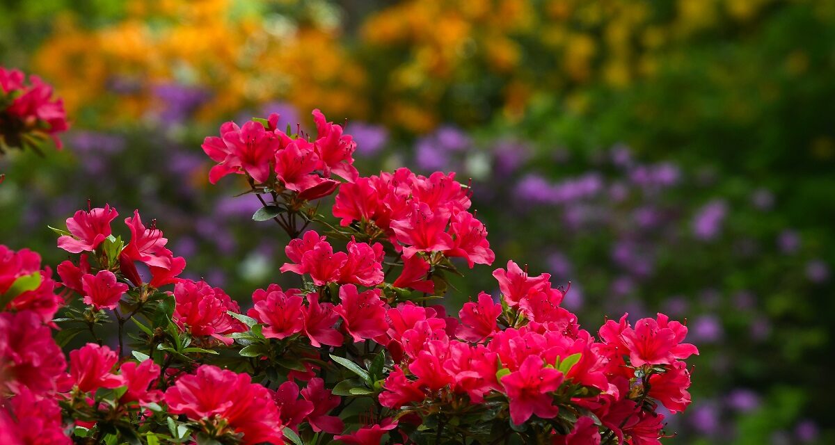 Ein üppiges Blütenmeer für Rhododendron-Fans