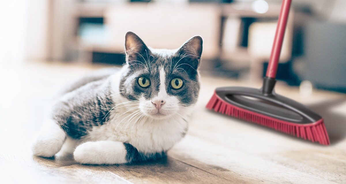 Vileda Pet Pro: Tierisch sauber dank innovativer Reinigungshelfer
