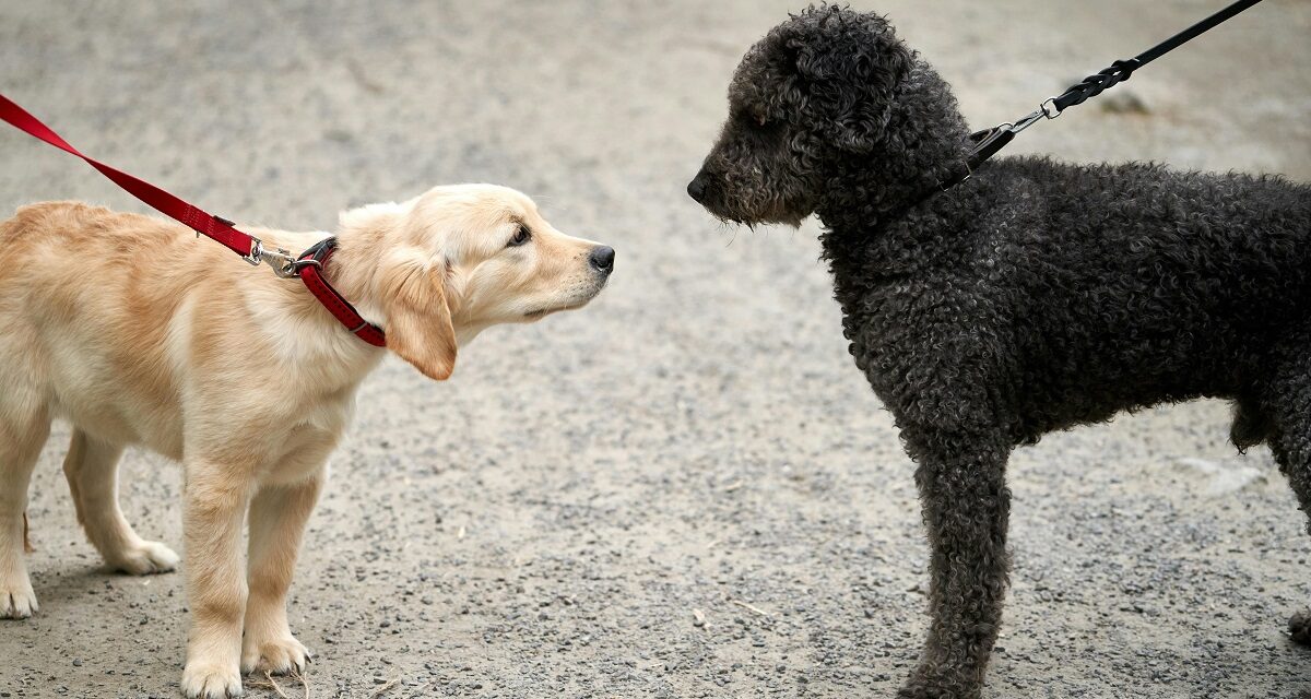 Gassi-Knigge: Verhaltenstipps für die Begegnung mit fremden Hunden