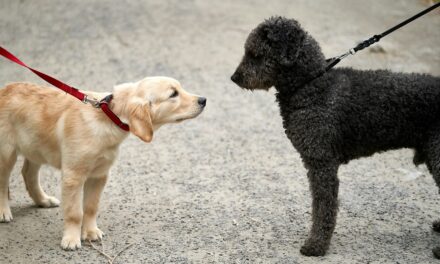 Gassi-Knigge: Verhaltenstipps für die Begegnung mit fremden Hunden