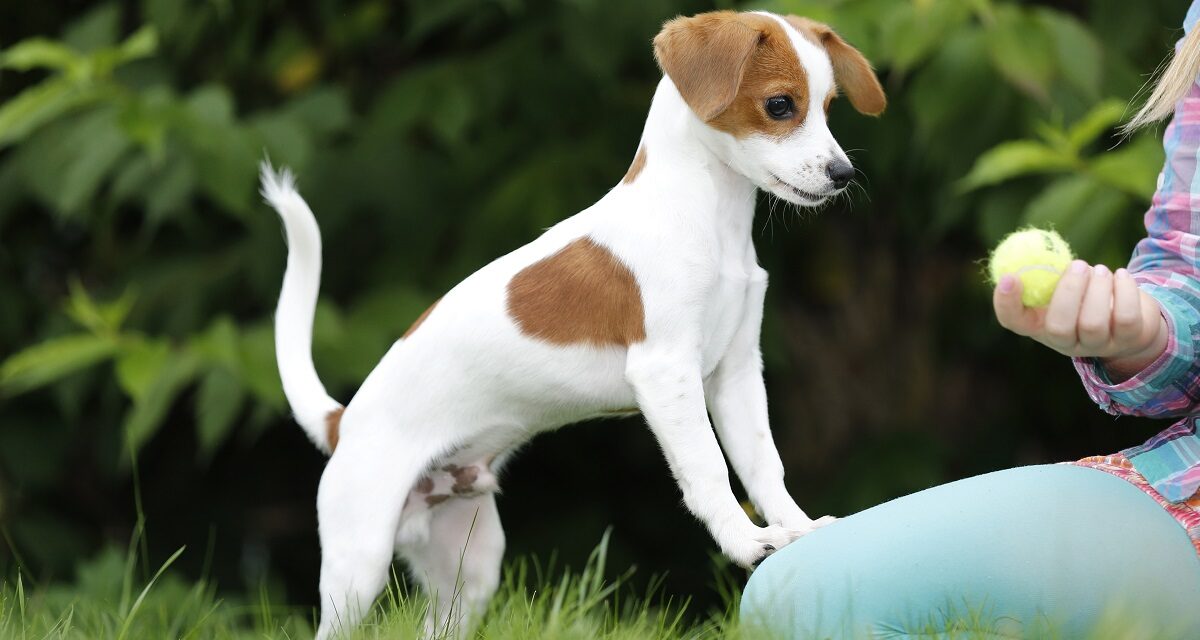 Apportieren: Warum holen manche Hunde gerne Stöckchen – und andere nicht?