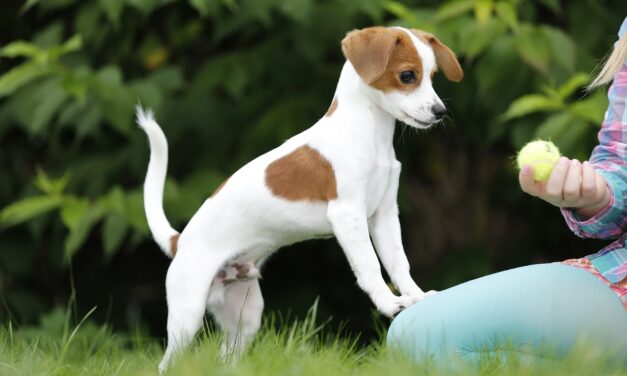 Apportieren: Warum holen manche Hunde gerne Stöckchen – und andere nicht?