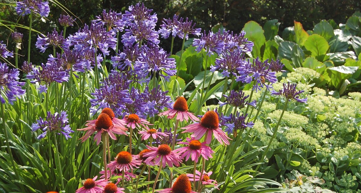 Bei „Agapanthus im Park“ dreht sich alles um die Schmucklilie