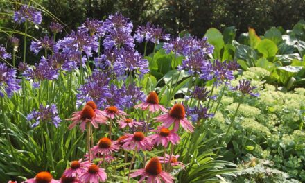 Bei „Agapanthus im Park“ dreht sich alles um die Schmucklilie