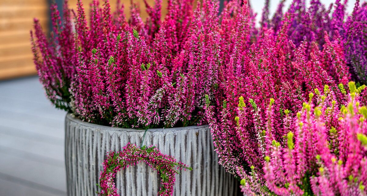 So kunterbunt wir der Herbst