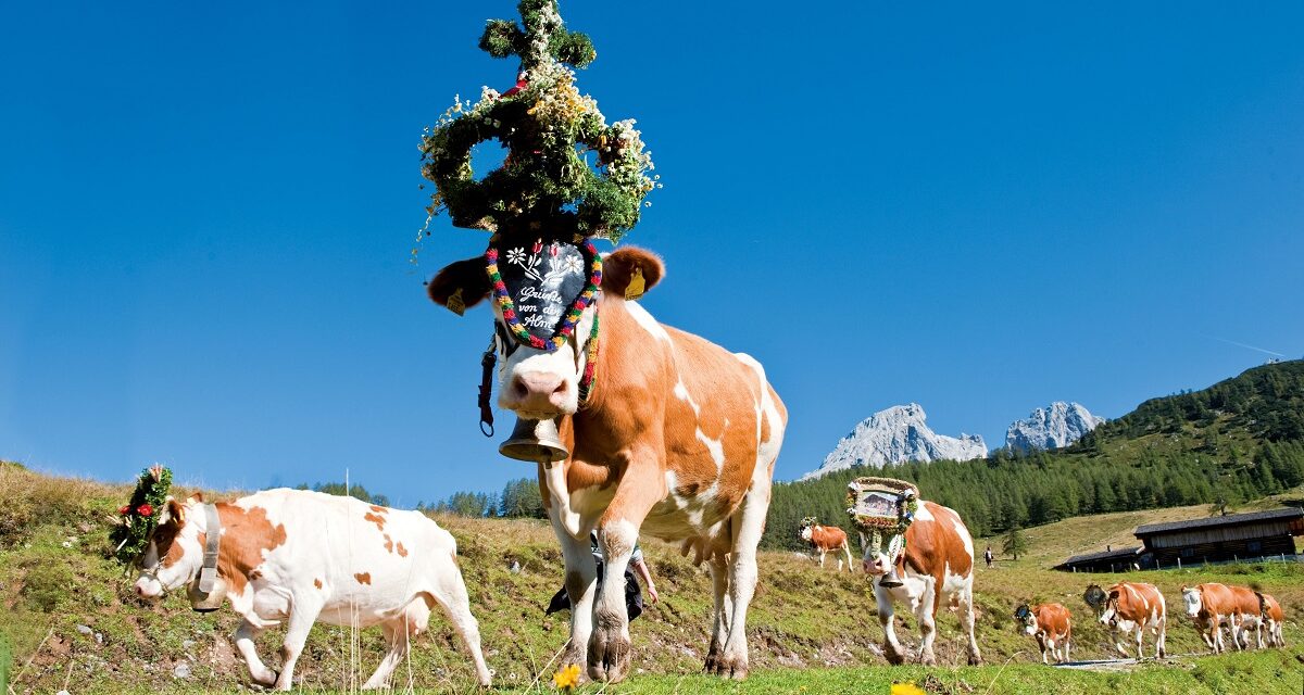 Almabtrieb und Salzburger Bauernherbst