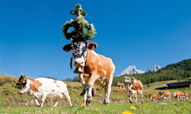 Almabtrieb und Salzburger Bauernherbst