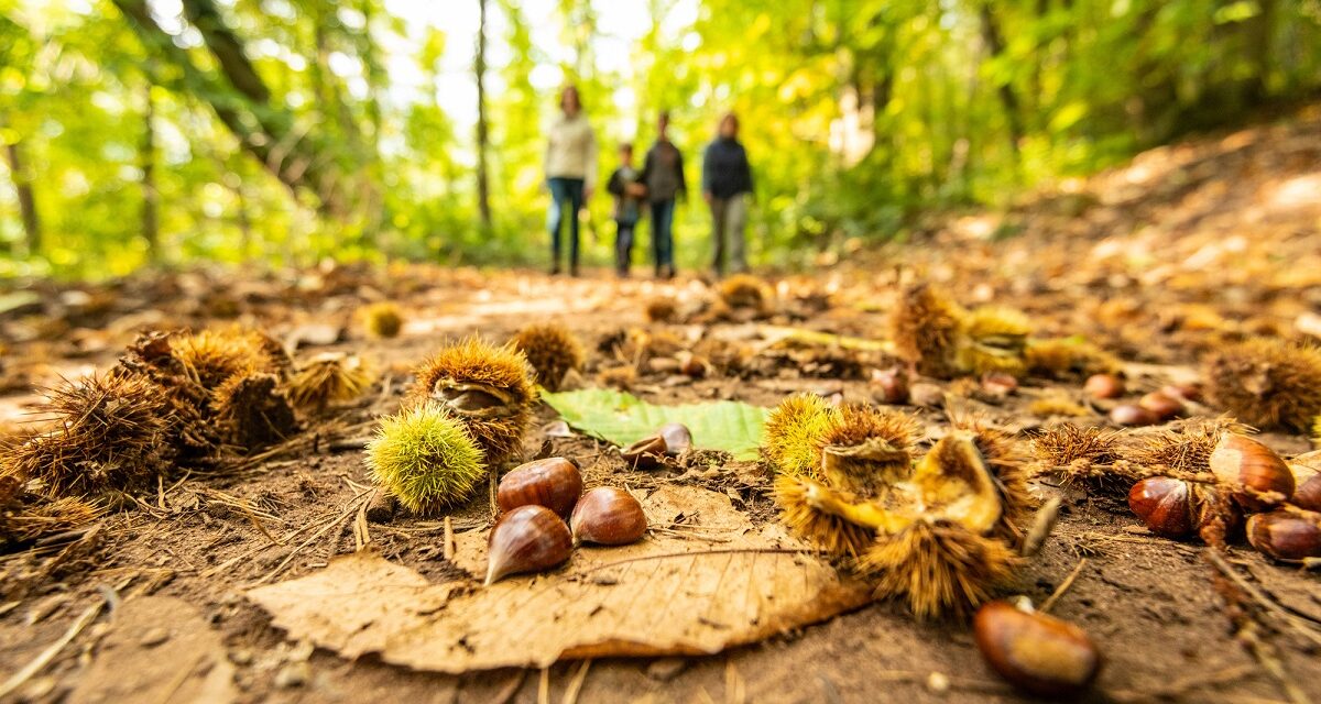 Kastanienherbst an der Südlichen Weinstraße