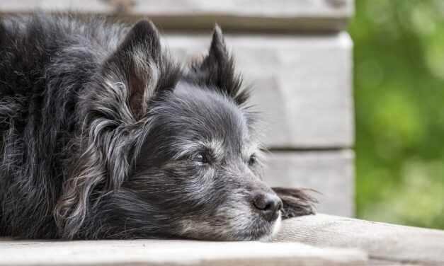 Wenn der Kopf nicht mehr will: Psychische Alterserscheinungen bei Hunden